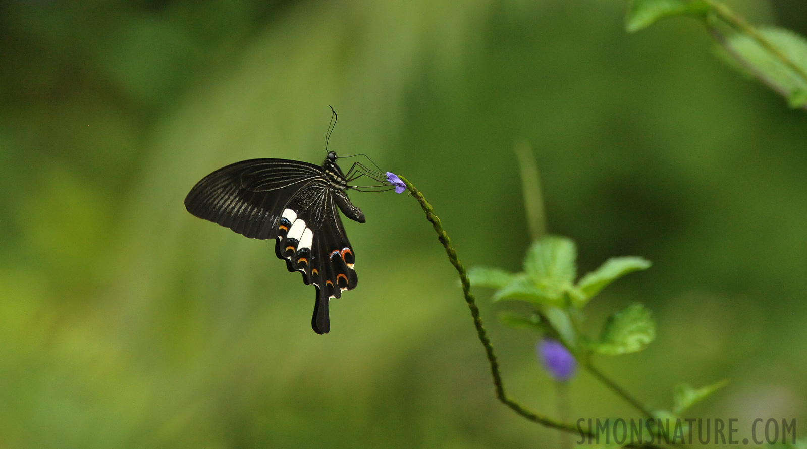 Papilio helenus [550 mm, 1/1250 sec at f / 8.0, ISO 4000]